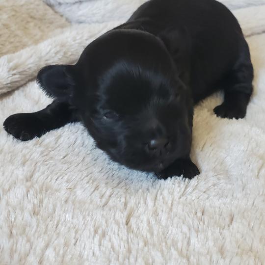 chiot Bichon havanais NOIR Les Havanais de la Maison de Prigailla  