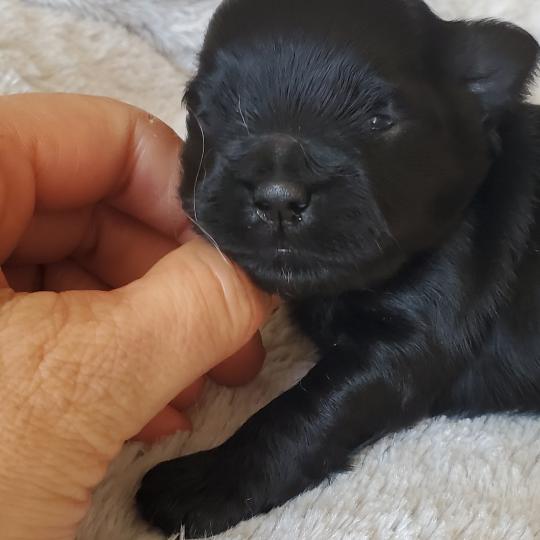 chiot Bichon havanais NOIR Les Havanais de la Maison de Prigailla  