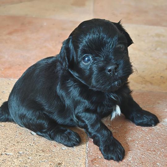 chiot Bichon havanais NOIR Les Havanais de la Maison de Prigailla  