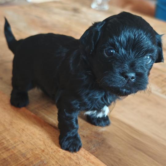 chiot Bichon havanais NOIR Les Havanais de la Maison de Prigailla  