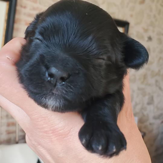 chiot Bichon havanais NOIR Les Havanais de la Maison de Prigailla  