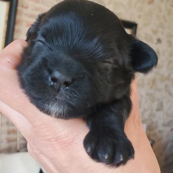 5e chiot (Portée Tichat ❤ Rista) - Mâle NOIR NOIR BARBICHE BLANCHE, PLASTRON BLANC Mâle Bichon havanais