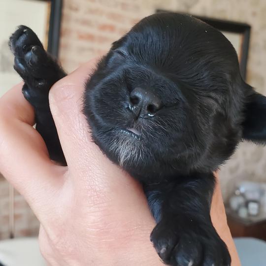 chiot Bichon havanais NOIR Les Havanais de la Maison de Prigailla  