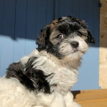 Un'Oreo La Maison de Prigailla Mâle Bichon havanais