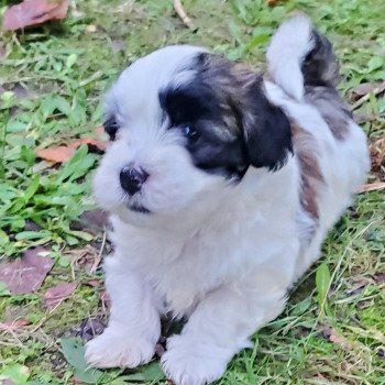 U'pitchou La Maison de Prigailla Mâle Bichon havanais