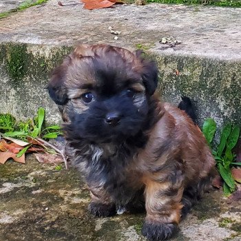 U'cibelle La Maison de Prigailla Femelle Bichon havanais