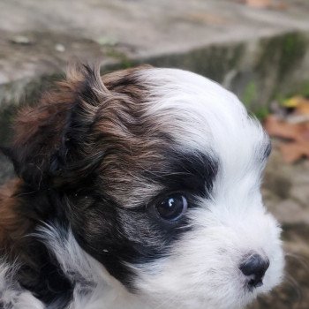 U'tesse La Maison de Prigailla Femelle Bichon havanais