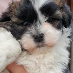 THEODORE La Maison de Prigailla Mâle Bichon havanais THEODORE La Maison de Prigailla Mâle Bichon havanais