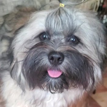 Tit'Chataigne La Maison de Prigailla Femelle Bichon havanais