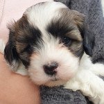 TITUS La Maison de Prigailla Mâle Bichon havanais TITUS La Maison de Prigailla Mâle Bichon havanais