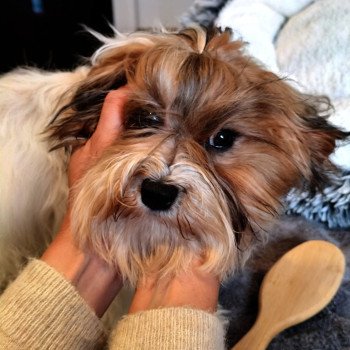 VINYLE DE LA MAISON DE PRIGAILLA La Maison de Prigailla Femelle Bichon havanais