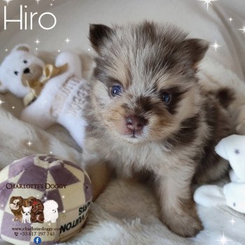 chiot Spitz allemand Hiro Charlotte's Doggy  