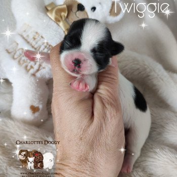 chiot Chihuahua Poil Long Noir et blanc Twiggie Charlotte's Doggy  