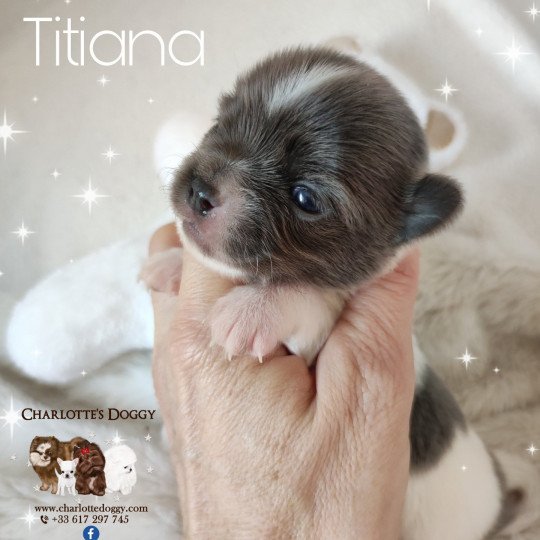 chiot Chihuahua Poil Long Bleu et blanc Titiana Charlotte's Doggy  