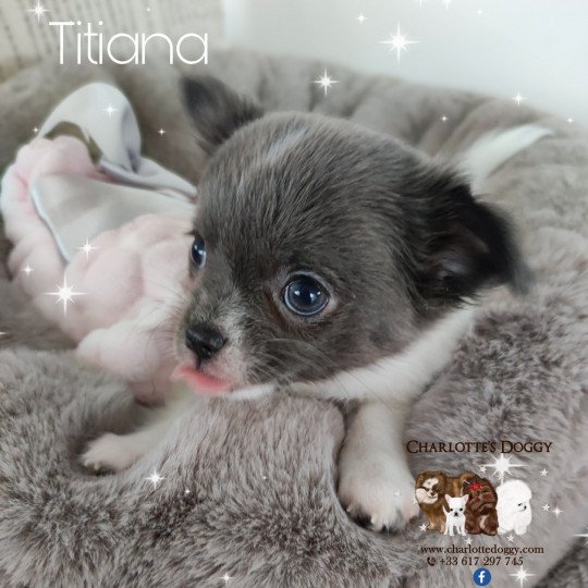 chiot Chihuahua Poil Long Bleu et blanc Titiana Charlotte's Doggy  