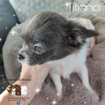 Titiana Femelle Chihuahua Poil Long