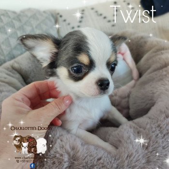 Twist Mâle Chihuahua Poil Long