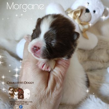 chiot Spitz allemand Blanc et chocolat Morgane Charlotte's Doggy  