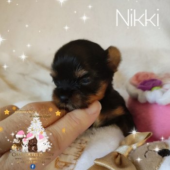 chiot Yorkshire terrier Noir et feu Nikki Charlotte's Doggy  