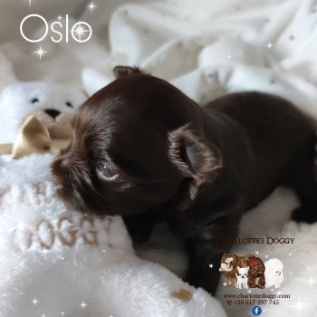 chiot Yorkshire terrier Chocolat Oslo Charlotte's Doggy  