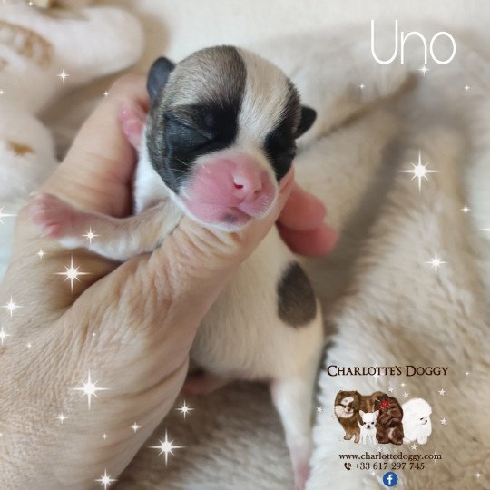 chiot Chihuahua Poil Court Blanc sable Charlotte's Doggy  