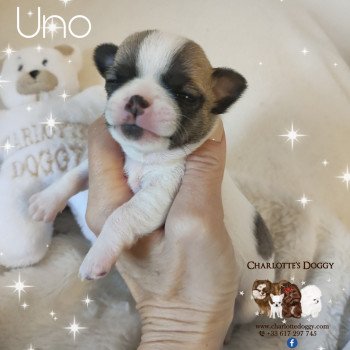 Uno Mâle Chihuahua Poil Court