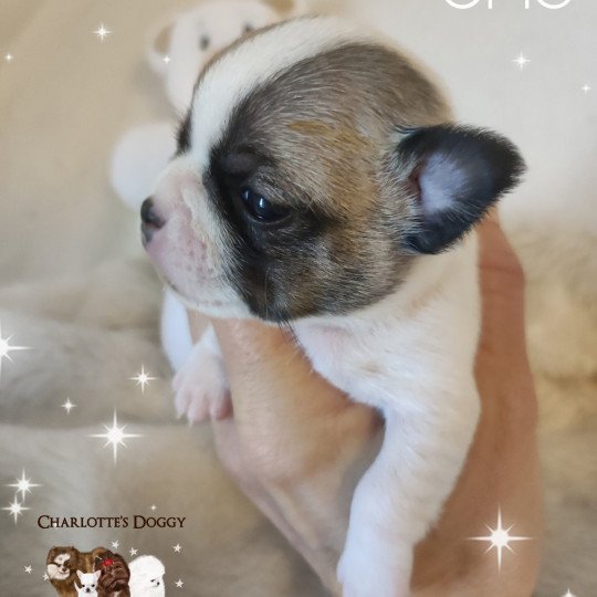 chiot Chihuahua Poil Court Blanc sable Uno Charlotte's Doggy  