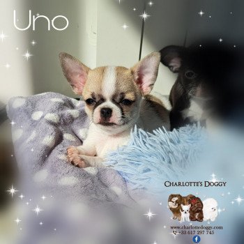Uno Mâle Chihuahua Poil Court