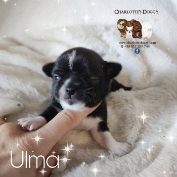 Ulma Femelle Chihuahua Poil Court