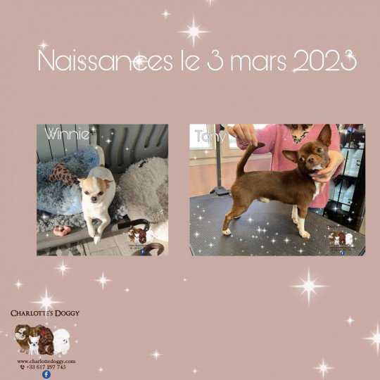 chiot Chihuahua Poil Court Blanc et chocolat Charlotte's Doggy  