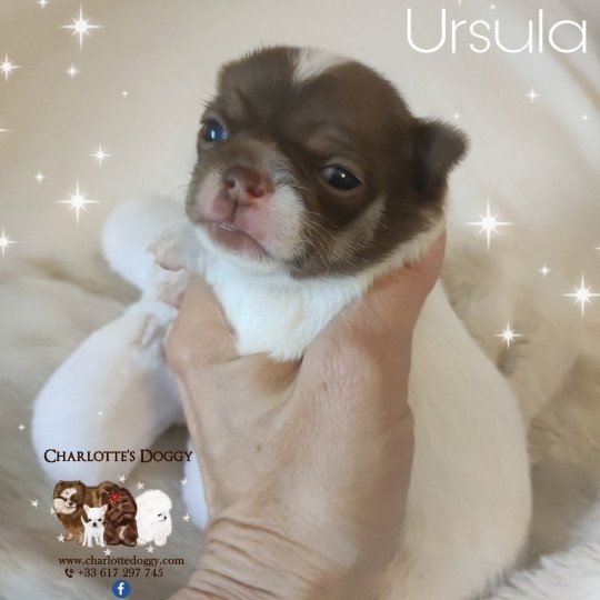 chiot Chihuahua Poil Court Blanc et chocolat Ursula Charlotte's Doggy  