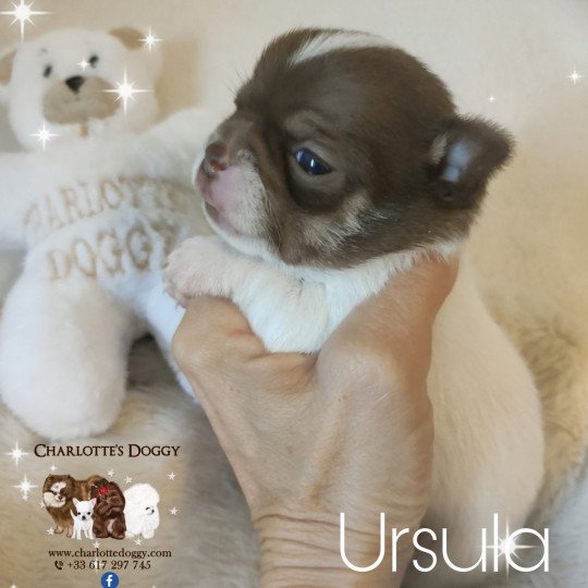 chiot Chihuahua Poil Court Blanc et chocolat Ursula Charlotte's Doggy  