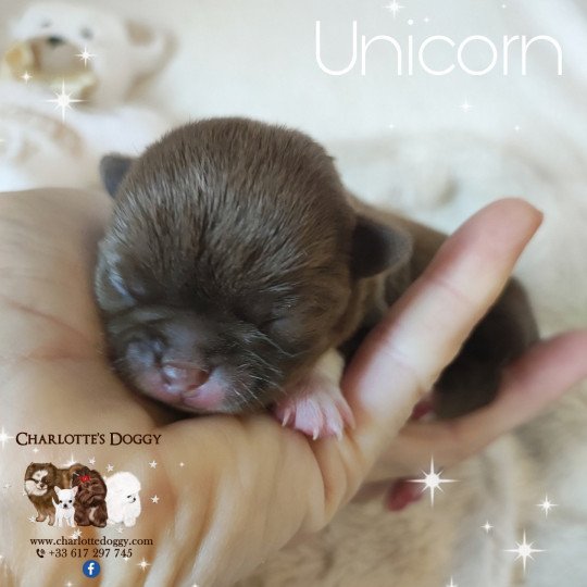 chiot Chihuahua Poil Court Chocolat panaché de blanc Unicorn Charlotte's Doggy  