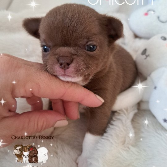 chiot Chihuahua Poil Court Chocolat panaché de blanc Unicorn Charlotte's Doggy  