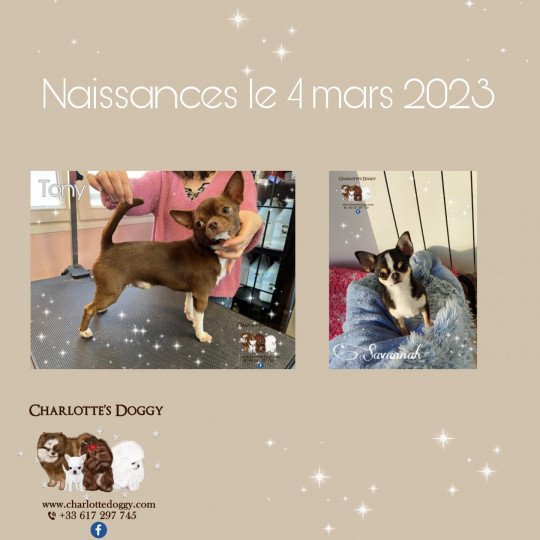 chiot Chihuahua Poil Court Chocolat panaché de blanc Charlotte's Doggy  