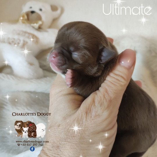 chiot Chihuahua Poil Court Chocolat panaché de blanc Charlotte's Doggy  