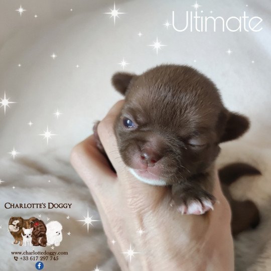 chiot Chihuahua Poil Court Chocolat panaché de blanc Ultimate Charlotte's Doggy  