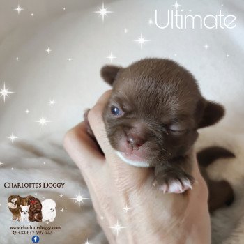 Ultimate Femelle Chihuahua Poil Court