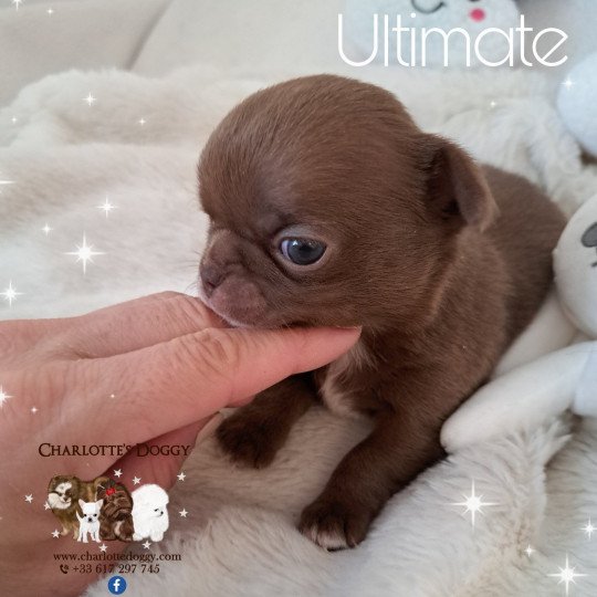 chiot Chihuahua Poil Court Chocolat panaché de blanc Ultimate Charlotte's Doggy  