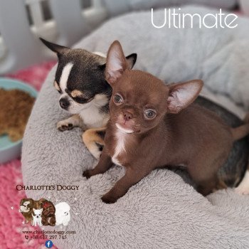 Ultimate Femelle Chihuahua Poil Court