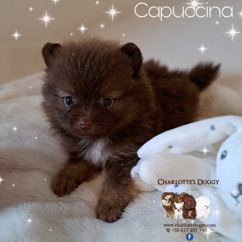 Capuccina Femelle Spitz allemand