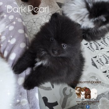 Dark Pearl Femelle Spitz allemand