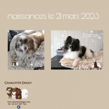 4e chiot (Portée Lilas Blue ❤ Barney 2023) - Mâle Noir Mâle Spitz allemand