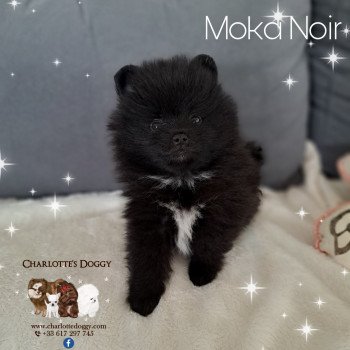 Moka Noir Mâle Spitz allemand