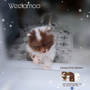 Weetamoo Femelle Spitz allemand