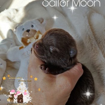 chiot Spitz allemand Chocolat Sailor Moon Charlotte 's Doggy  