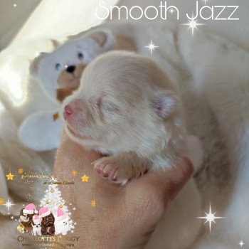 chiot Spitz allemand Crème Smooth Jazz Charlotte 's Doggy  