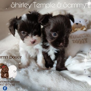 chiot Yorkshire terrier Biro blanc et marron Shirley Temple Charlotte 's Doggy  