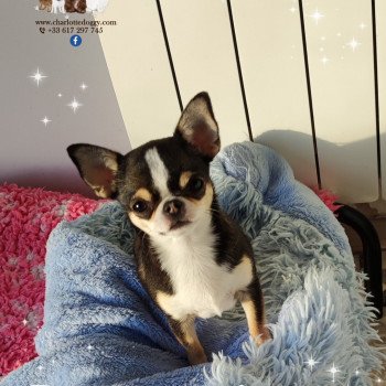 Savannah Femelle Chihuahua Poil Court