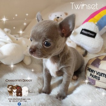 Twinset Femelle Chihuahua Poil Court
